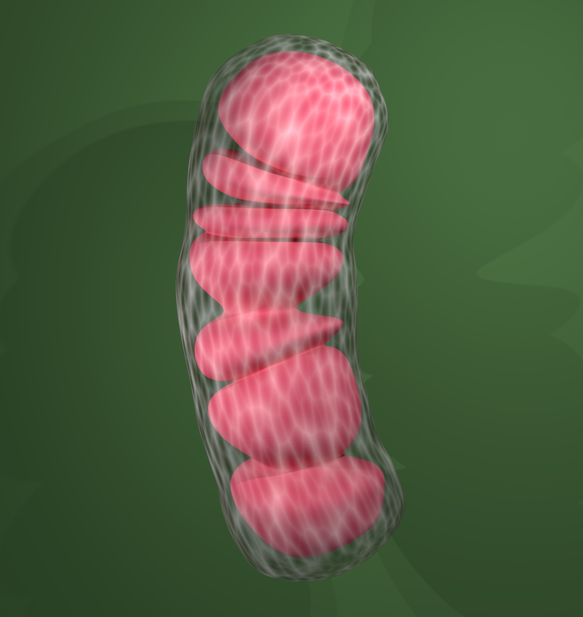 Illustration of a mitochondrion, the cell structure responsible for energy production and its role in aging