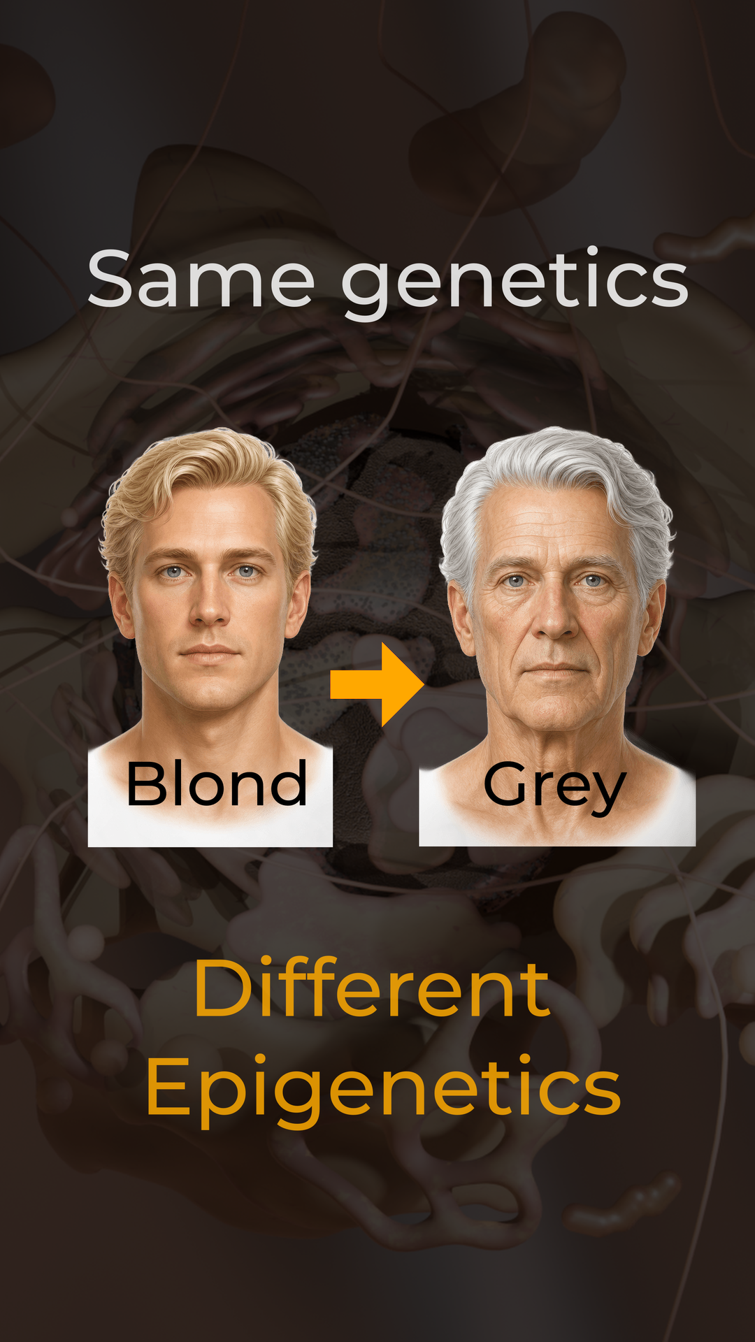 Epigenetic Aging Clocks: How They Work