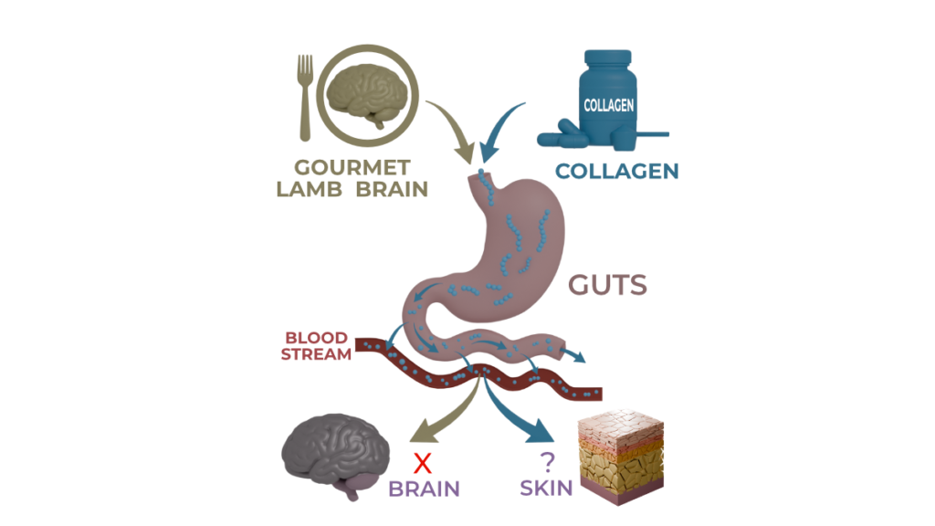 Does oral collagen work? Diagram comparing lamb brain and collagen digestion, showing both foods broken down in the gut before components enter the bloodstream and reach tissues such as the brain and skin.