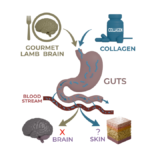 Diagram comparing lamb brain and collagen digestion, showing both foods broken down in the gut before components enter the bloodstream and reach tissues such as the brain and skin.